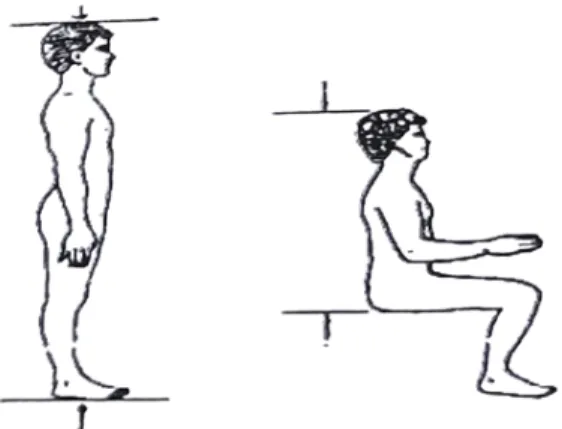 Gambar 2.2 Antropometri Tinggi Badan Berdiri dan Duduk (Sumber : Sritomo Wignjosoebroto, 2000)