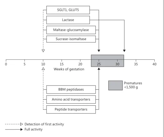 Fig. 1.   Development of brush border enzymes and transporters during fetal life. BBM = Brush border  membrane; SGLT1 = sodium-dependent glucose transporter 1; GLUT5 = glucose transporter 5