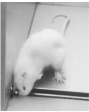 Figure 2.1 A hungry rat en- en-gages in focal search behavior directed toward a moving  artiﬁ-cial prey stimulus (ball bearing).