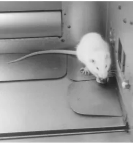 Figure 2.2 Having “captured” the ball bearing, the rat attempts to engage in consummatory behavior.