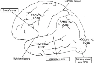 Figure 3.1 Some important regions of the human brain (left view of left hemisphere)