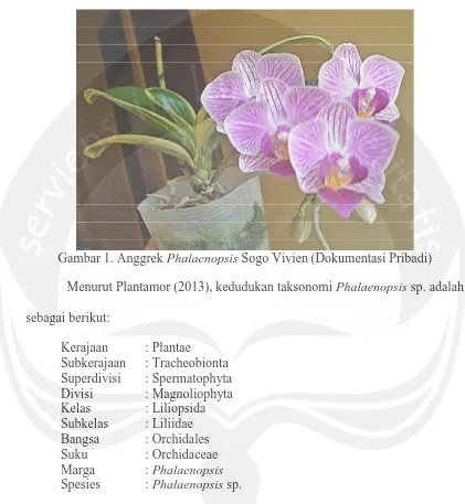 Gambar 1. Anggrek Phalaenopsis Sogo Vivien (Dokumentasi Pribadi)