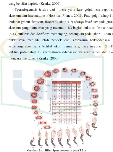 Gambar 2.4.  Siklus Spermatogenesis pada Tikus 