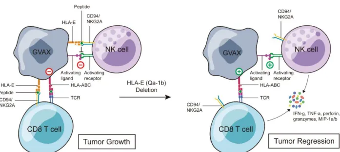 Figure 1-7: Without HLA-E (Qa-1b) deleted on whole-cell tumor cell vaccine GVAX, it acts as  a coinhibitory ligand to NKG2a expressed on NK and CD8 T cells potentially blocking their  activation  at  the  site  of  vaccination