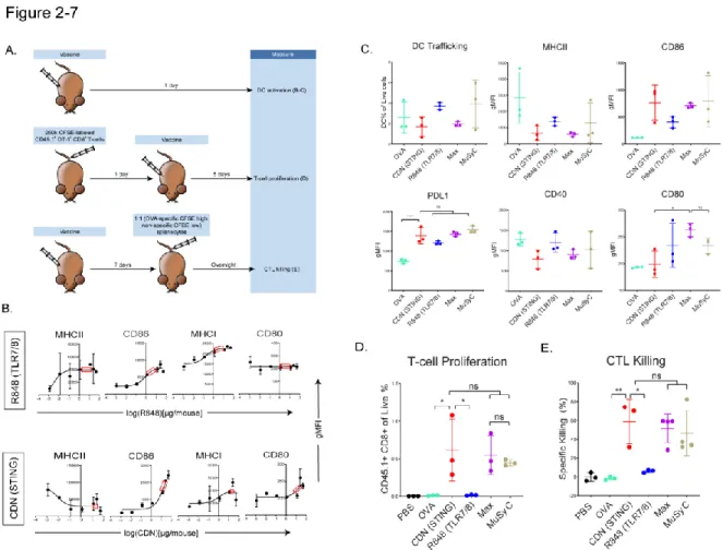 Figure 2- 7: CDN-based vaccines induce optimal T- cell priming. 