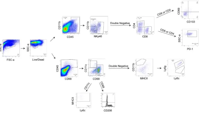Figure 2- 9: Gating for tumor immunophenotyping 