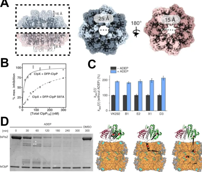 Figure  1.3  ClpP  activation  by  AAA+  motors  and  ADEPs  (A)  Structures  of  single  capped  ClpP  with  hepatmers bound to ClpA (blue) and not bound (red)