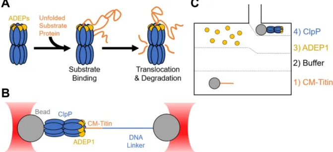 Figure  3.1  Measuring  single-molecule  ClpP  mechanics  by  optical  trapping.  (A)  Cartoon  of  ADEP1  activation  of  ClpP