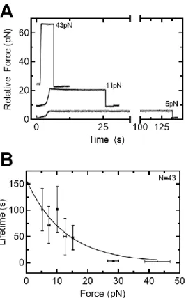 Figure 3.2 ADEP1-ClpP forms long lived interactions with protein substrate under load