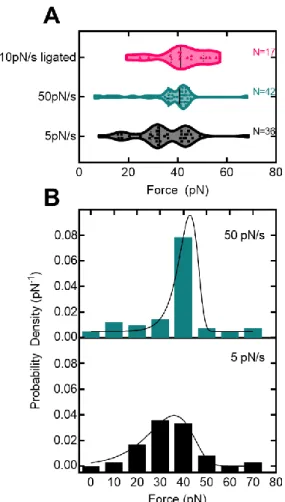 Figure  3.4  Controlling  for  DNA  overhang  effects  on  observed  rupture  forces.  (A)  Violin  plots  of  observed rupture forces for control linker DNA with overhang at two different loading rates (see Methods)