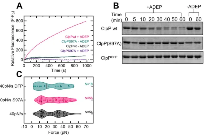 Figure  3.5  Mutation  of  Ser97  to  Ala  and  DFP  inactivate  ClpP  for  degradation