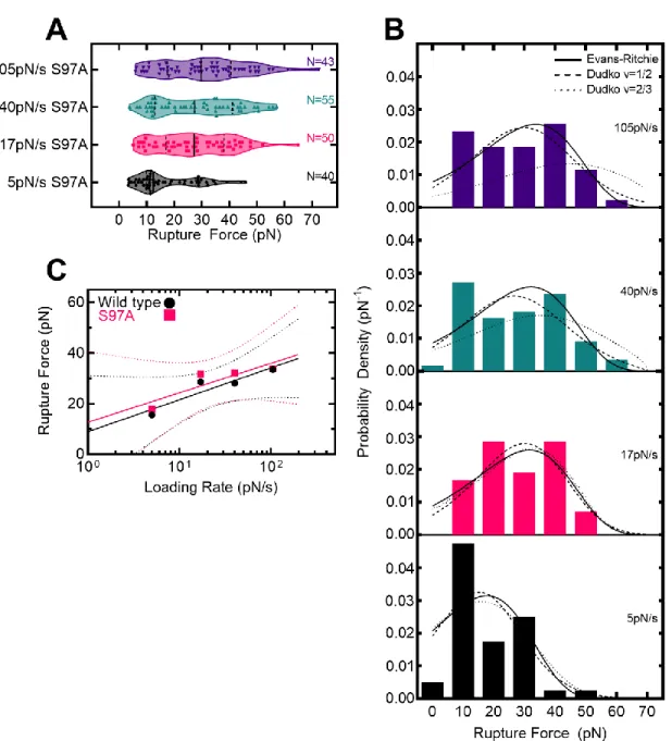 Figure 3.6 ClpP active site inactivation does not affect substrate grip. (A) Violin plots of ClpPS97A- ClpPS97A-substrate  rupture  forces  in  the  presence  of  ADEP1  are  shown  at  indicated  loading  rates
