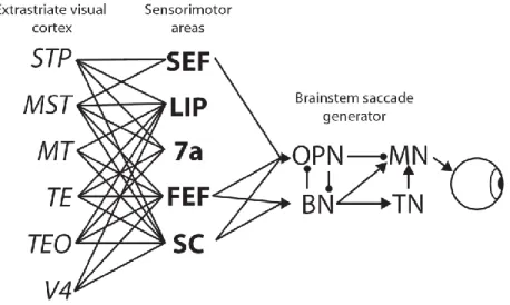 Figure 1.2 Schematic of brain areas and pathways involved in visually-guided saccade generation