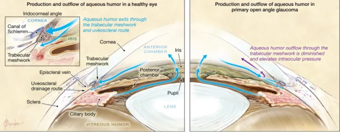 Figure 1.3. Production and outflow of aqueous humor in the eye. Aqueous humor is continually  produced by the ciliary body to nourishes avascular eye tissue as well as to maintain intraocular  pressure (IOP)