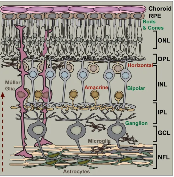 Figure 1.4. Retinal circuitry and layers. Traveling in the direction of the arrow (bottom, left),  light reaches the rod and cone photoreceptors (with cell bodies in the outer nuclear layer, ONL)  and is transduced into a neural signal