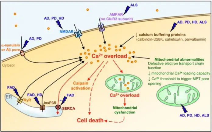 Figure 1.5. Dysregulation of Ca 2+  in neurodegenerative disease. Many pathways converge upon  Ca 2+  overload as a damaging agent in neurodegenerative disease