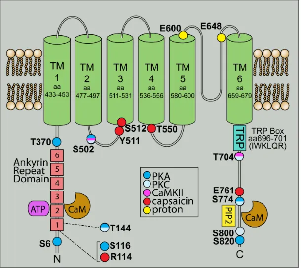 Figure 1.6. TRPV1 is a member of the transient receptor potential family. TRPV1 consists of six  transmembrane domains with a pore region between the fifth and sixth domain, and long 