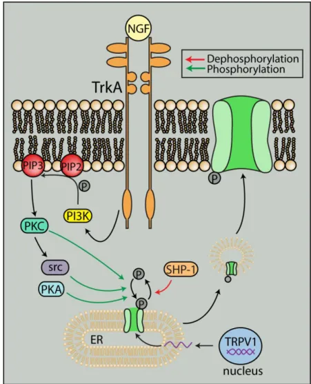 Figure 1.7. Interaction with other signaling pathways can traffic TRPV1 to the plasma  membrane