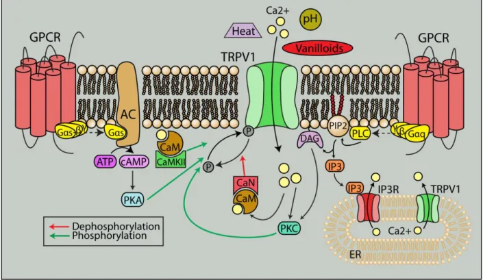 Figure 1.8. TRPV1 is a polymodal cation channel. TRPV1 can be activated by a variety of  noxious stimuli such as heat, pH and pressure, and its interaction with other receptors including  G protein-coupled receptors (GPCRs) contributes to its polymodal nat