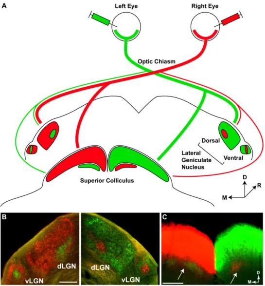 Figure 2.2. Anterograde tracing of the mouse retinogeniculate and retinocollicular tracts