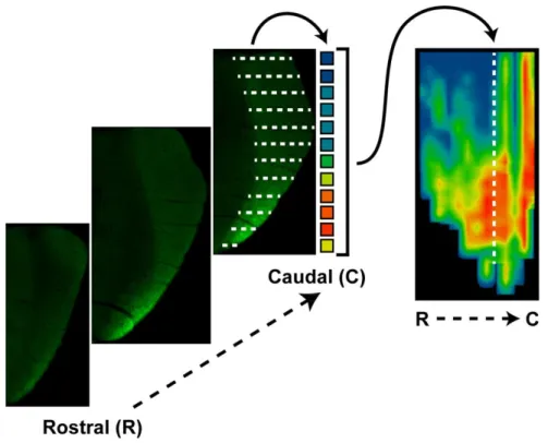 Figure 2.3. Creating a retinotopic map of fluorescent CTB transported to the SC. Serial sections  of SC (left) with fluorescent CTB (green) transported along RGC axons projecting from the  retina