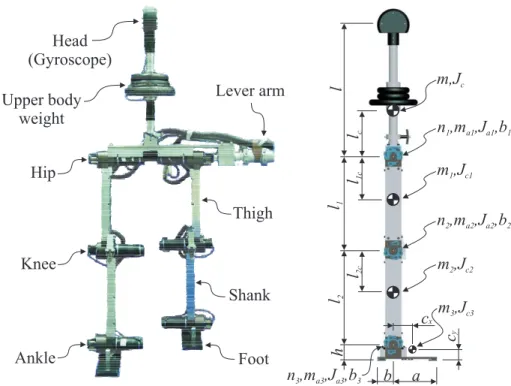 Figure 4.4 Left: Experimental prototype of a 7-link dynamic walker developed at the Vander- Vander-bilt University, Center for Intelligent Mechatronics