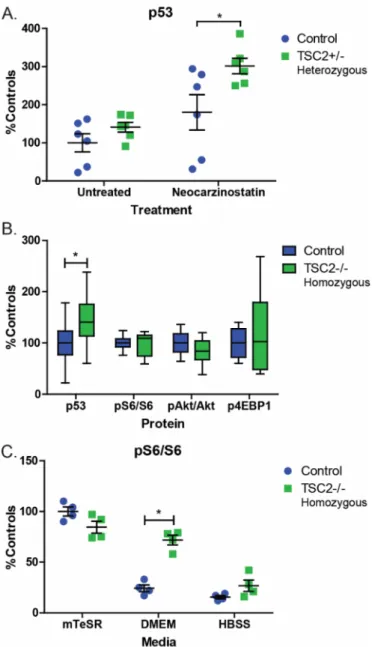 Figure 2.8. Increased p53 in heterozygous and homozygous TSC2 mutant stem cells.  