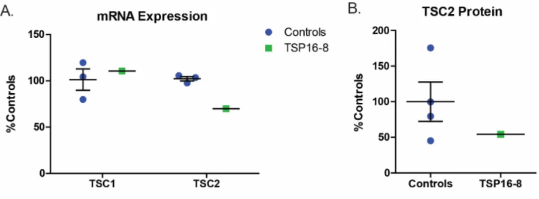 Figure 4.1 TSC2 mRNA and protein expression in TSP16-8 