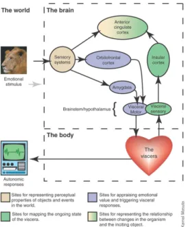 Figure 1.  Summary of the role of the AI and ACC in integrating interoceptive information to  create an emotional state