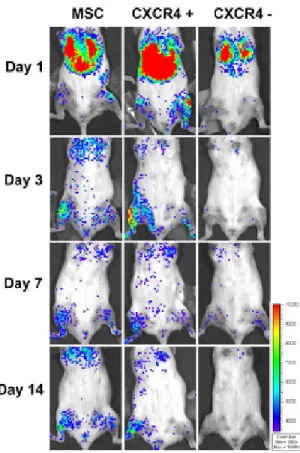 Figure 4.  MSC migrate to the fracture site in a time- and CXCR4-dependent manner. 