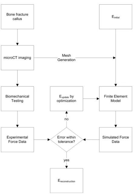 Figure 15.  General framework of the inverse material property estimation method. The  modulus of elasticity is iteratively determined by comparing model calculated forces to  BMT forces