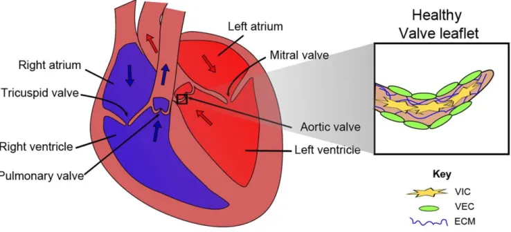 Figure 2.1 – Human heart and aortic valve leaflet anatomy. Adapted from Schroer AK and Merryman WD
