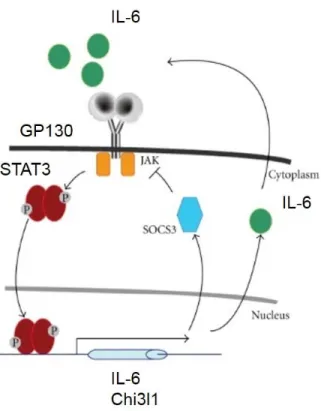 Figure 2.8 – IL-6 signaling axis. IL-6 complexes with GP130 to signal through JAKs and phosphorylate STAT3