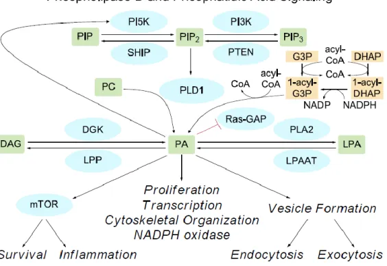 Figure  1.  A  schematic  of  the  various  enzyme-catalyzed  reactions  that  results  in  the  formation of phosphatidic acid (PA) and some of the cellular functions mediated by PA   (figure from [19])