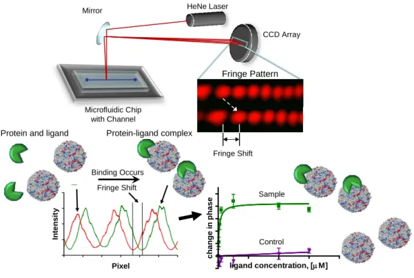 Figure  19.    Backscattering  interferometry  (BSI)  technique  optimized  for  measuring  protein-small molecule and protein-lipid binding affinities  (figure modified from[295])