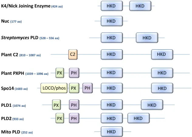 Figure  3.  Comparison  and  domain  alignment  for  different  PLD  superfamily  enzymes