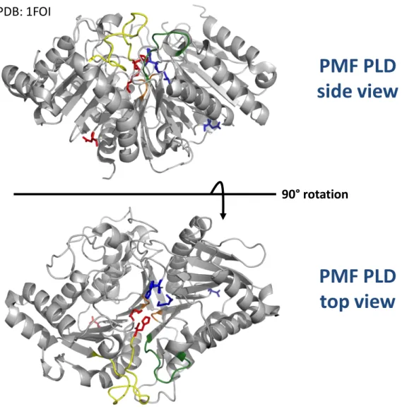 Figure 4. Crystal structure of  Streptomyces sp. PMF PLD (PDB ID: 1FOI), 2-HKD enzyme