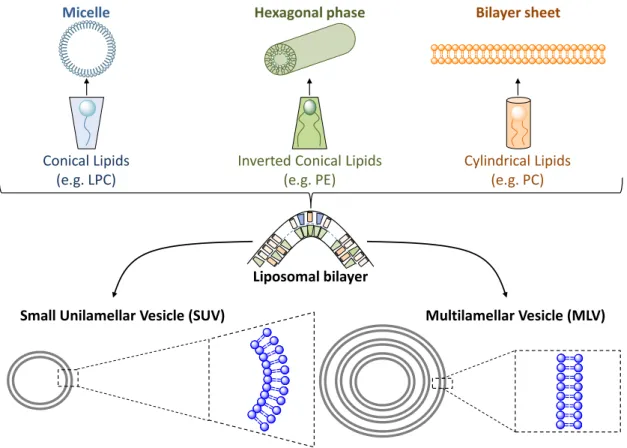 Figure 6. Substrate presentation in the liposome is highly dependent on the interfacial  lipid composition due to biophysical properties of the lipid and headgroup exposure for  lipid binding cofactors and substrate (figure from [19])