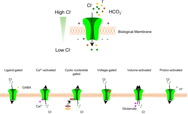 Figure 1. Six classes of chloride channels and their mode of activation  