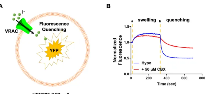 Figure 2. Representative schematic of a YFP-quenching assay for chloride channels 