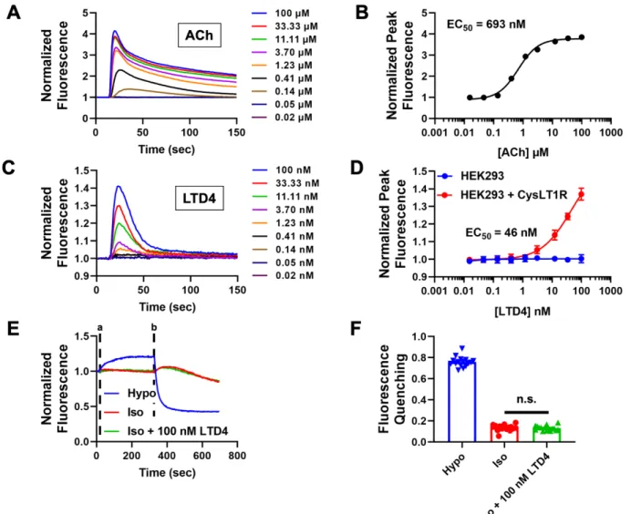 Figure 9. CysLT1 receptors are not functionally expressed in HEK293 cells 