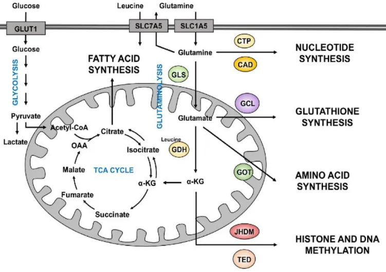 Figure 1.1: Different uses of glutamine metabolism in cancer cells. Glutamine enters the cells through  the transporters SLC1A5 or SLC7A5