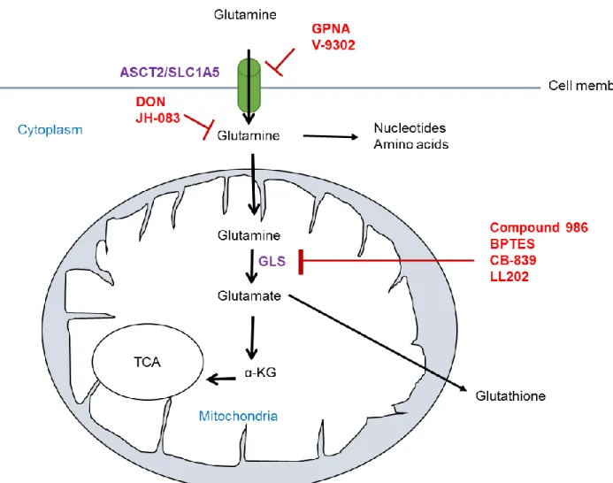 Figure 1.2: Summary of glutaminolysis inhibition in cancer cells. Glutamine is imported  through the transporters ASCT2 to be used in the glutaminolysis pathway