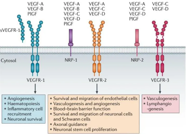 Figure 1.3: Different vascular endothelial growth factor isoforms and their binding 