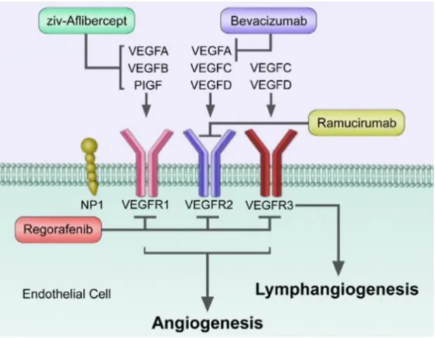 Figure 1.6: Mechanism of action of antiangiogenic drugs tarting either the ligands (VEGF-A,  B, PIGF) or the receptors VEGFR-1-3 (Reviewed in Clarke et al