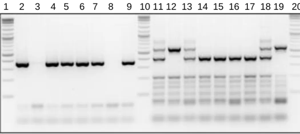 Figure 2.1: Genotyping of Ve-Cad:Cre +/-  and GLS f/f  by agarose  gel electrophoresis
