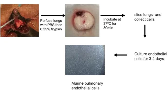 Figure 2.2 Endothelial cells isolation and culturing from mouse lungs. 