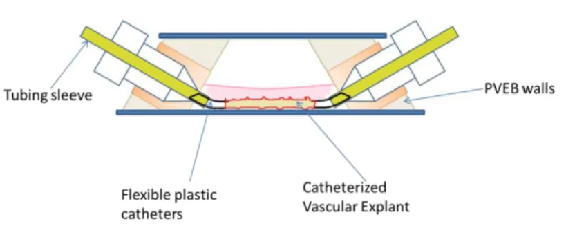 Figure B.1. Schematic of the perfused vascular  explant bioreactor (PVEB). A mouse thoracic aorta  is embedded in Matrigel and housed inside the  PVEB