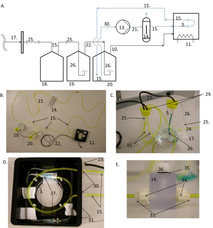 Figure C.4. The perfusion circuit was assembled as diagrammed above. The sterile filter (17) was not connected until after steri- steri-lization of the rest of the perfusion circuit