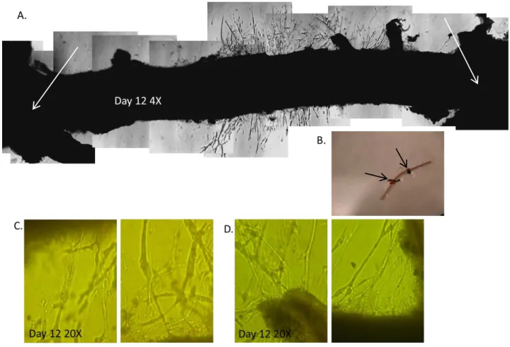Figure D.2. Demonstrative whole aorta angiogenesis assay. This aorta was catheterized, embedded in Matrigel and cultured in a  Petri dish with complete EBM-2